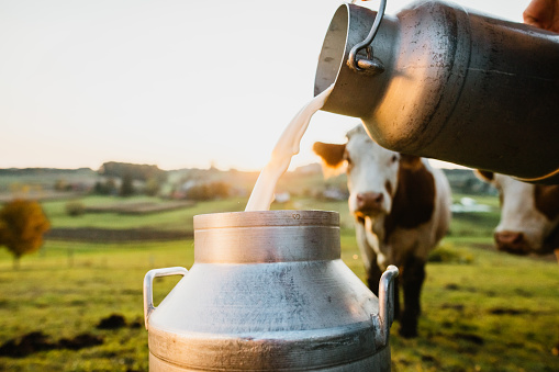 The Complete Guide to Milk Dairy Farms and the Advantages of Owning One
